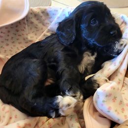 Matilda - Black female Cavapoo puppy in Bourbonnais, Illinois from Maggie's Cavapoo Puppies