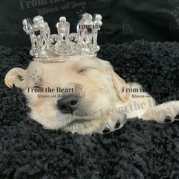 Dachshund and Golden Retriever Puppies from From the Heart Retrievers and Doxies