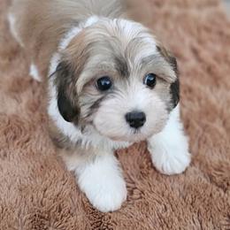 Cavachon, Cavalier King Charles Spaniel, Cavapoo, and Havanese Puppies from Peaks Pups & Cavachon Love Chocolate Cavaliers, Cavaliers, Cavachon’s, Cavapoos & Havanese
