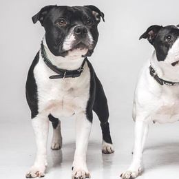 Staffordshire Bull Terriers from Bullwark Staffordshire Bull Terriers