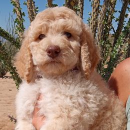Poodle Puppies from Southwest Standards