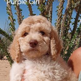 Poodle Puppies from Southwest Standards