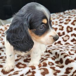 Dachshund Puppies from Leslie Martinez