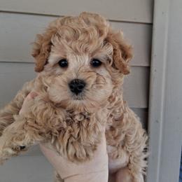 Cocker Spaniel and Maltipoo Puppies from Country Cockers of Indiana
