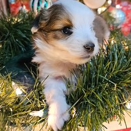 Jenna - Sable female Aussiedoodle puppy in Doerun, Georgia from Twig & Tail Puppies