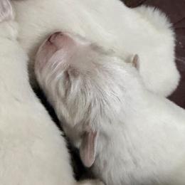 Boy 1 - White female Great Pyrenees puppy in Carbon, Indiana from Patriot Farm & Forestry