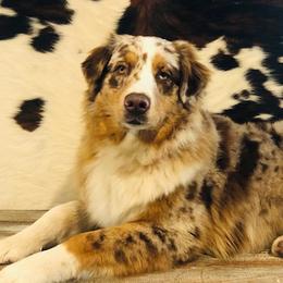 Nyx - Australian Shepherd