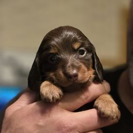 Eevee - Chocolate and tan Dachshund puppy in Ethel, Washington from Mickey's Miracle Doxies