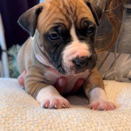 Sophie - Red female American Staffordshire Terrier puppy in Cloverdale, Indiana from Woodshire American Staffordshire Terrier’s