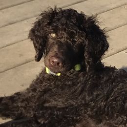 Poodle Puppies from Poodle Sense