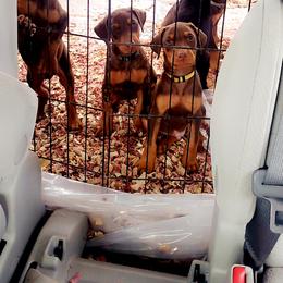 Doberman Pinscher Puppies from Double Take Doberman Kennels
