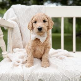 Rebel - Apricot male Goldendoodle puppy in Ooltewah, Tennessee from Allison Family Doodles