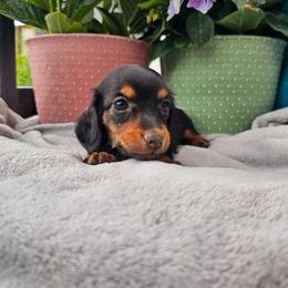 Nova - Black and tan female Dachshund puppy in Florence, Arizona from Doxie Town Az