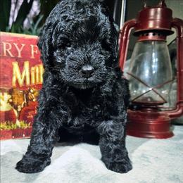 Storm - Black male Cockapoo puppy in Indiahoma, Oklahoma from Phamily Doodles