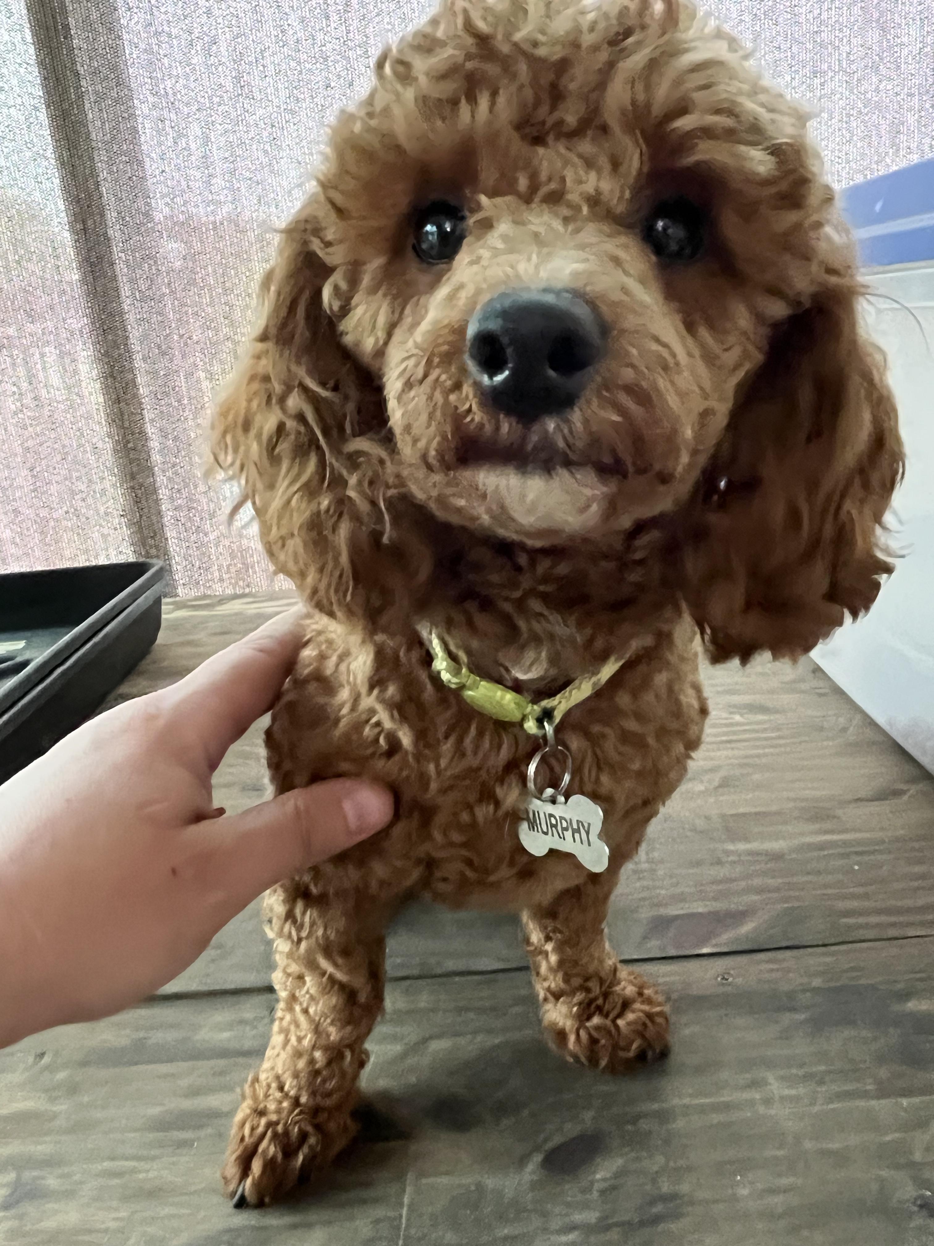 Murphy