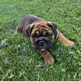 Olive - Red female Bulldog puppy in Oxford, Pennsylvania from Grace's Bulldogs