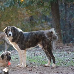 Katil - Anatolian Shepherd Dog