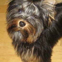 Yorkshire Terriers from Laurel Gables