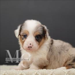 Tweed (Merle Fluff w Tail) - Blue merle and white male American Corgi puppy in Straughn, Alabama from Magnolia Creek Corgis