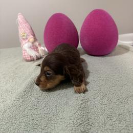 Brandi - Chocolate and tan female Dachshund puppy in Dawson, Alabama from Bells Dashing Dachshunds