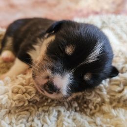 Girl 3 - Black and tan female American Corgi puppy in Tombstone, Arizona from WeVolution Off-Grid