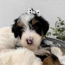 Chocolate Chip - Tri-color female Bernedoodle puppy in Hegins, Pennsylvania from Bubbling Springs Doodles, LLC
