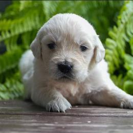 Lily - Light golden female Golden Retriever puppy in Saint Joe, Indiana from Golden Acres Farm