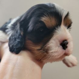 Polly - Tri-color female Cavalier King Charles Spaniel puppy in Seneca, Kansas from Palmer Cavaliers
