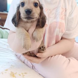 Dachshund Puppies from Western Slope English Cream Dachshund