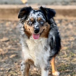 Minnow - Toy Australian Shepherd