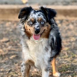 Minnow - Toy Australian Shepherd