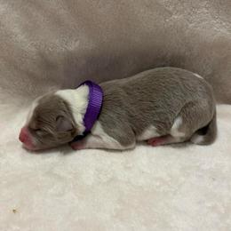Purple Collar - Lilac male Border Collie puppy in Gadsden, Alabama from Collie Wood Hills