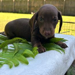 AKC Male 2600 - Chocolate and tan male Dachshund puppy in Summerville, South Carolina from Funk's Four-Legged Friends