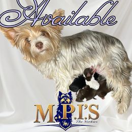 Yorkshire Terrier puppies from Melissa's Paw Impressions
