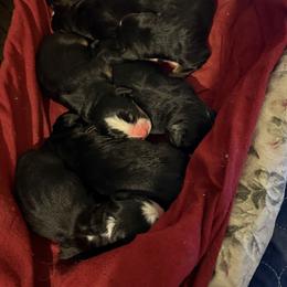 Boy 6 Mathew - male Bernese Mountain Dog puppy in Thomasville, North Carolina from Beitzel Babies