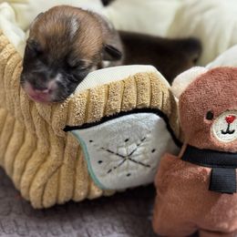 Charlie - Sable male Pembroke Welsh Corgi puppy in Nortonville, Kansas from Low Riders Corgis & Mini Aussies