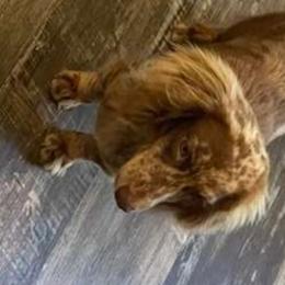 Kaisley - Dachshund