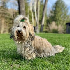 Angelina - Havana Silk Dog