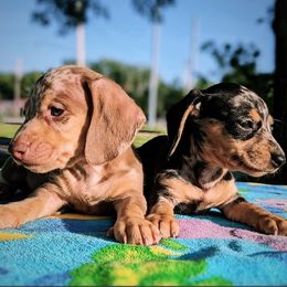 Dachshunds from Code Red Puppies