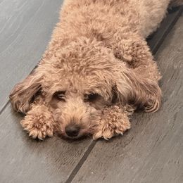 Penny - Goldendoodle