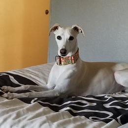 Glitter - Whippet