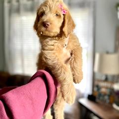 Double Doodle Puppies from Magnolia & Finn Doodles