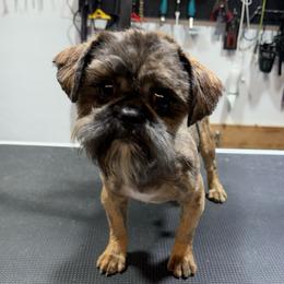 Vlad - Shih Tzu