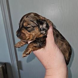 Girl 3 - Dapple female Dachshund puppy in Lansing, Michigan from Black Thunder 517 Cane Corso and Dachshunds