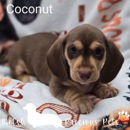 Coconut - Chocolate and cream male Dachshund puppy in Anamosa, Iowa from Melsh Precious Pets