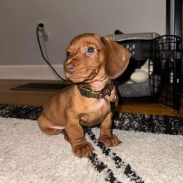 Dachshund Puppies from Golden Creek Farm
