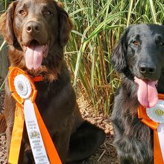 Flat-Coated Retrievers from Weathervane Flat-Coated Retrievers
