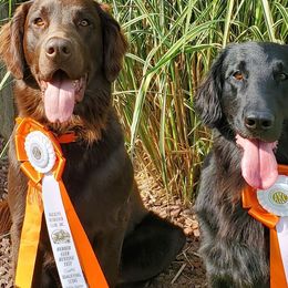 Flat-Coated Retrievers from Weathervane Flat-Coated Retrievers