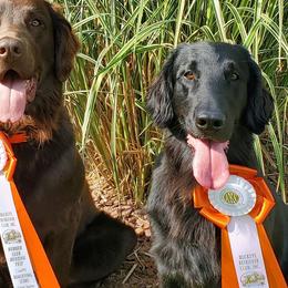 Flat-Coated Retrievers from Weathervane Flat-Coated Retrievers