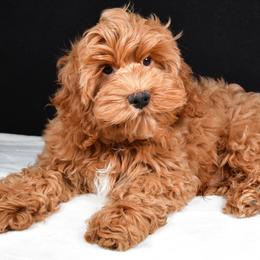 Snoopy - Red male Cavapoo puppy in Temecula, California from Designer Doodles